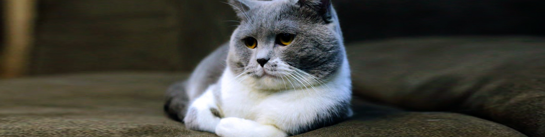 KEDİ sahiplenme