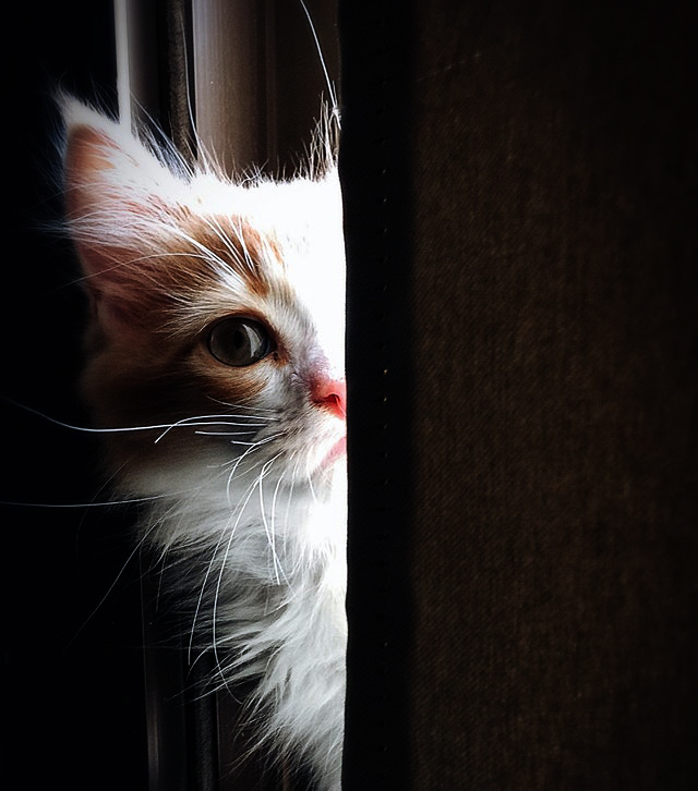 Pet dünyası