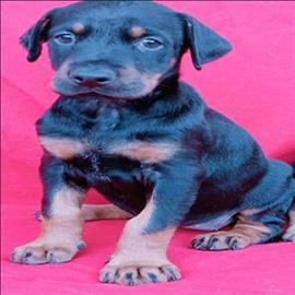 DOBERMAN cinsi KÖPEK sahiplenme