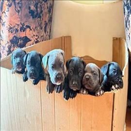 CANE CORSA cinsi KÖPEK sahiplenme