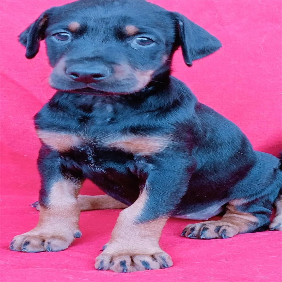 DOBERMAN cinsi KÖPEK yuvasını arıyor.