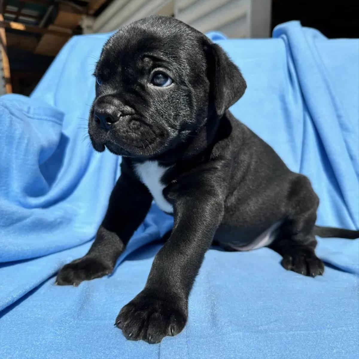 CANE CORSA cinsi KÖPEK yuvasını arıyor.