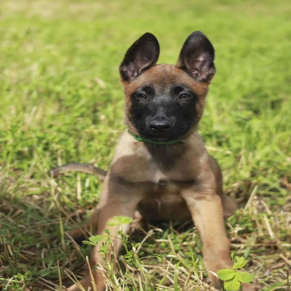 BELÇİKA KURDU cinsi KÖPEK yuvasını arıyor.