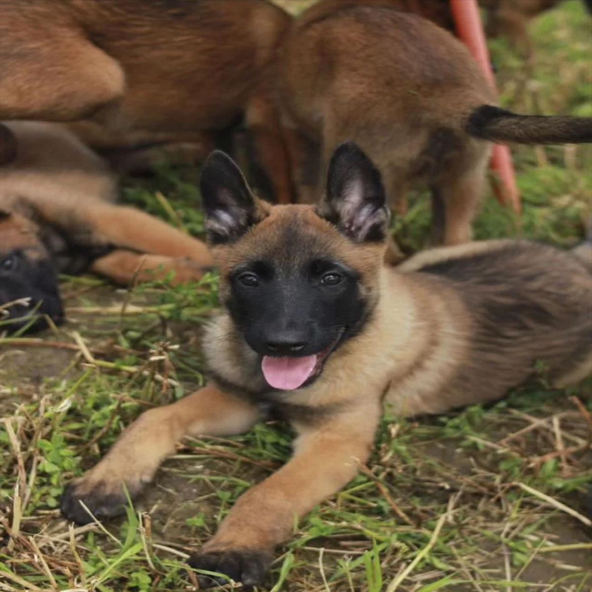 BELÇİKA KURDU cinsi KÖPEK yuvasını arıyor.