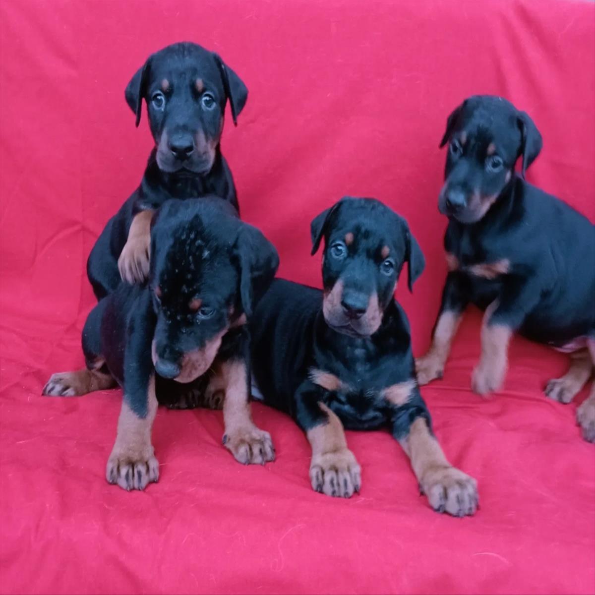 DOBERMAN cinsi KÖPEK yuvasını arıyor.