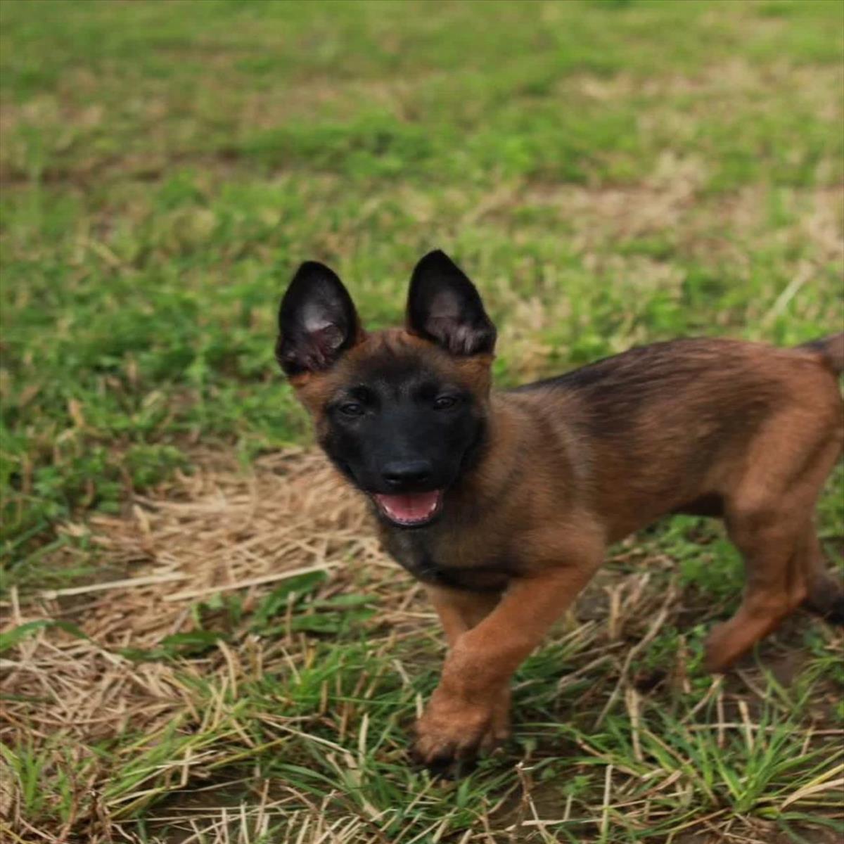 BELÇİKA KURDU cinsi KÖPEK yuvasını arıyor.