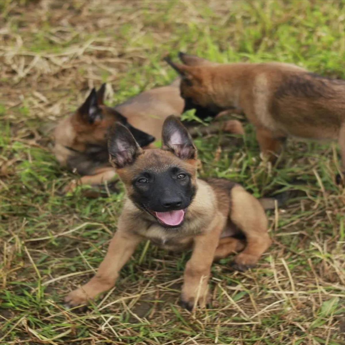 BELÇİKA KURDU cinsi KÖPEK yuvasını arıyor.