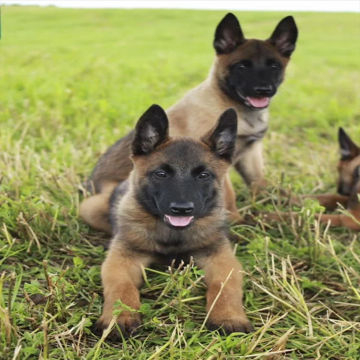 BELÇİKA KURDU cinsi KÖPEK yuvasını arıyor.
