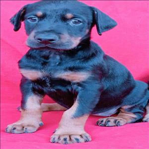 sahanepatiler.com DOBERMAN cinsi KÖPEK sahiplendirme sitesi.