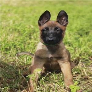 sahanepatiler.com BELÇİKA KURDU cinsi KÖPEK sahiplendirme sitesi.