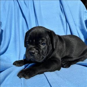 sahanepatiler.com CANE CORSA cinsi KÖPEK sahiplendirme sitesi.