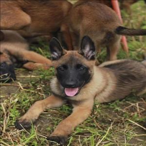 sahanepatiler.com BELÇİKA KURDU cinsi KÖPEK sahiplendirme sitesi.