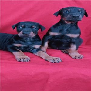 sahanepatiler.com DOBERMAN cinsi KÖPEK sahiplendirme sitesi.