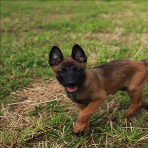 sahanepatiler.com BELÇİKA KURDU cinsi KÖPEK sahiplendirme sitesi.
