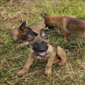 sahanepatiler.com BELÇİKA KURDU cinsi KÖPEK sahiplendirme sitesi.